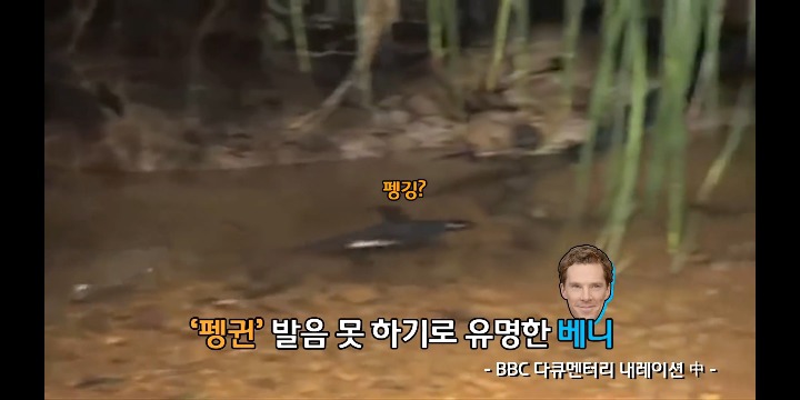 펭귄 발음 안 되는 베네딕트 컴버배치(닥터 스트레인지) | 인스티즈