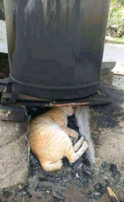 고양이 .jpg | 인스티즈