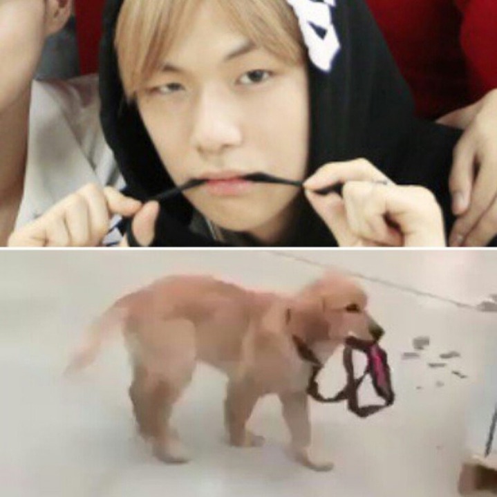 강아지중에 가장 사람닮은듯한 강다니엘 사진모음.jpg | 인스티즈