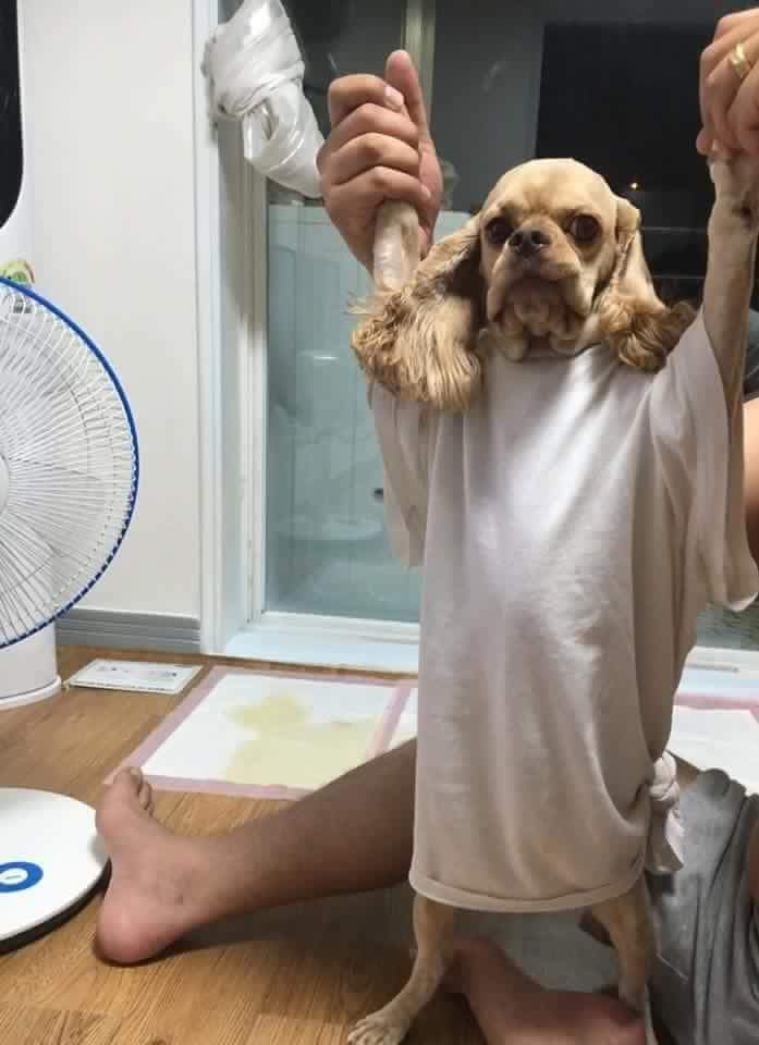 [짤툰] 엄마가 아끼는 조각상이 박살나는 만화 | 인스티즈