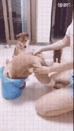 댕댕이 교육하기.GIF | 인스티즈