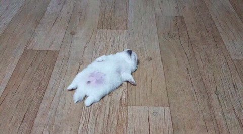 댕댕이 고구마 먹는 시즌....jpg | 인스티즈