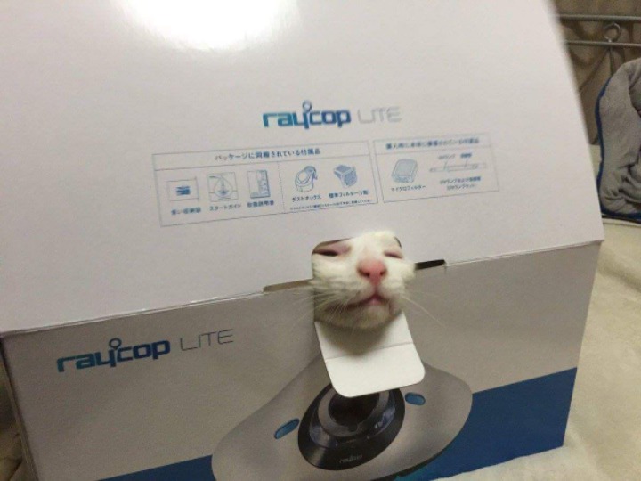망한 고양이 사진대회 | 인스티즈