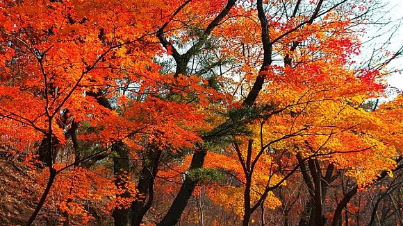 리제이 이미지