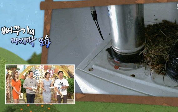 시청자들을 충격에 빠뜨렸던 동물농장 뻐꾸기 탁란 그 후 이야기.gif | 인스티즈