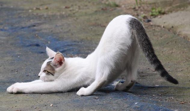 고양이 자세 jpg | 인스티즈