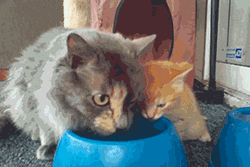 새끼에게 물마시는법을 알려주는 어미고양이.gif | 인스티즈