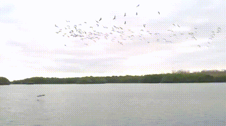 새떼의 이상한 현상.gif | 인스티즈