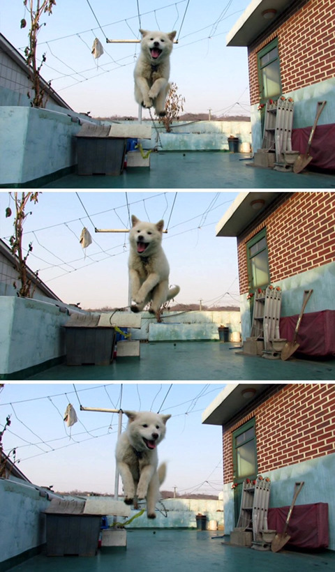 날아다니는 댕댕이.jpg | 인스티즈