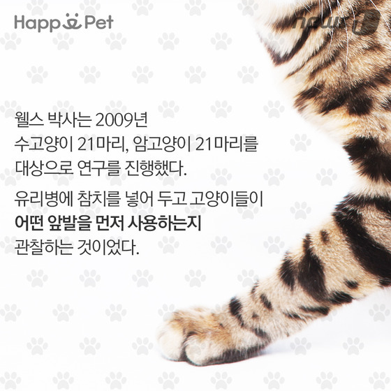 우리 개·고양이는 왼발잡이? 오른발잡이? | 인스티즈