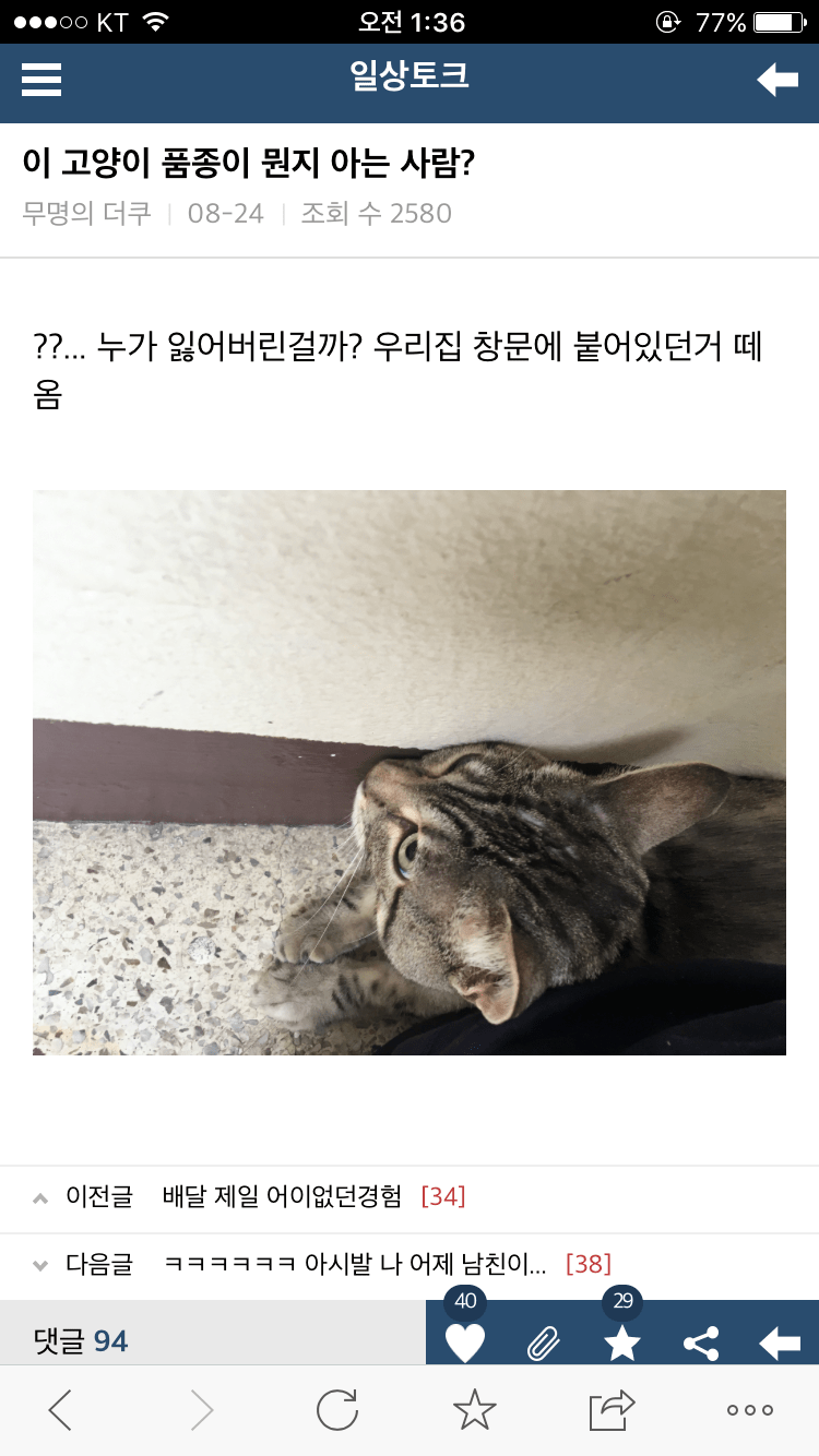 이 고양이 품종 뭔지 아는사람?.jpg | 인스티즈