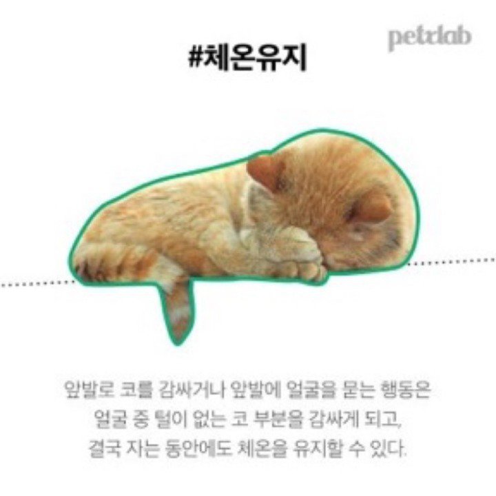 고양이가 발로 눈가리고 자는이유.JPG | 인스티즈
