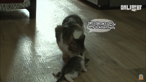 새끼고양이 열마리 키우는 엄마냥이 | 인스티즈