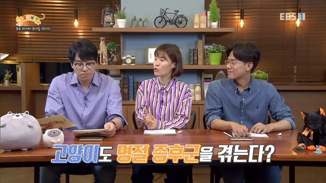 [고양이를부탁해] 고양이의 명절증후군 | 인스티즈