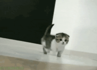 강아지 vs 고양이 | 인스티즈