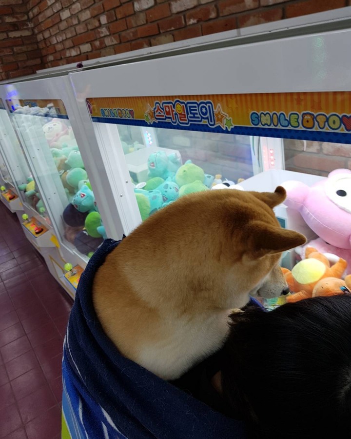 바닥 젖어있을 때 시바견이 산책하는 법.jpg | 인스티즈