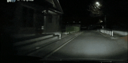 고양이?개?납치해가는 야생부엉이.gif | 인스티즈