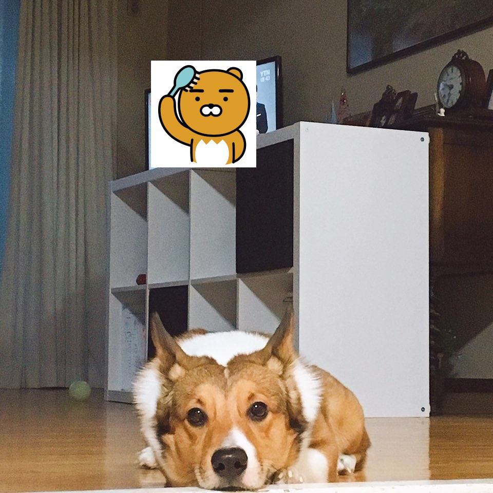 트위치 스트리머 우왁굳이 기르는 강아지 | 인스티즈