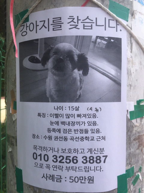 강아지를 찾습니다 (잃어버린 지역 수원!!!!!!!) | 인스티즈