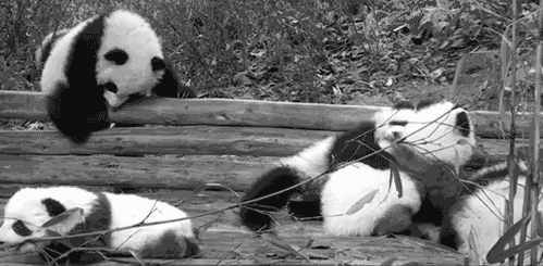 [데이터주의] 동물 움짤 .GIF | 인스티즈