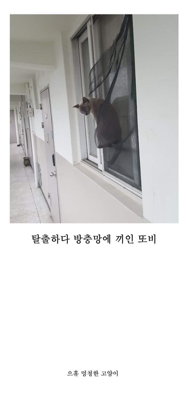 우리집 고양이 이야기.manhwa | 인스티즈
