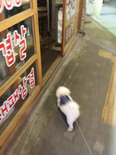 고깃집 지나가다 고기 얻어먹는 댕댕이 8ㅅ8 | 인스티즈
