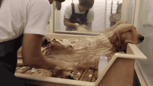 목욕하는 인절미.....gif | 인스티즈