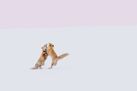 자연친화적 사진작가의 동화속 한 장면같은 사진작품들.jpg | 인스티즈