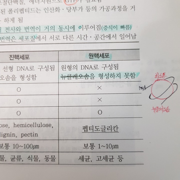 고세균 구조