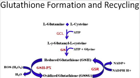 is glutamine a precursor to glutathione Glutaminases regulate glutathione and oxidative stress in cancer | Archives  of Toxicology main image 0